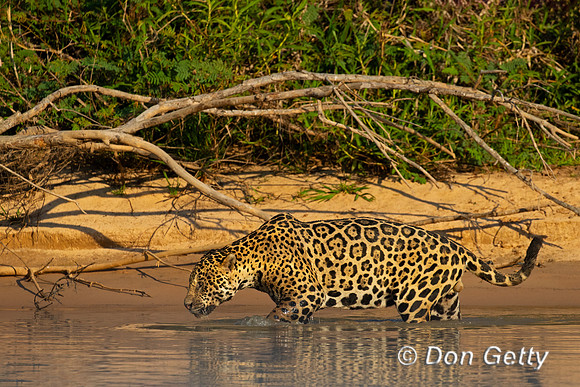 Jaguar