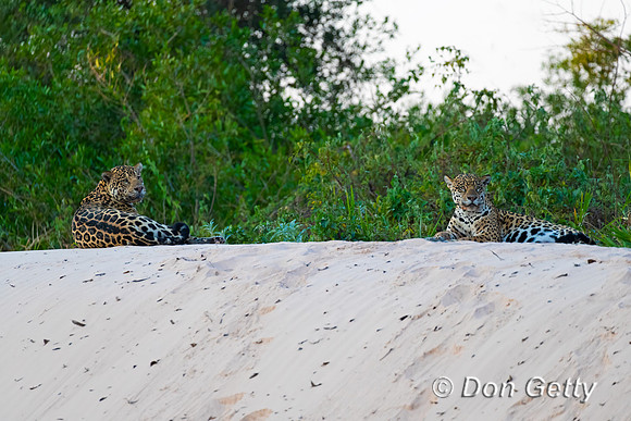 Jaguar