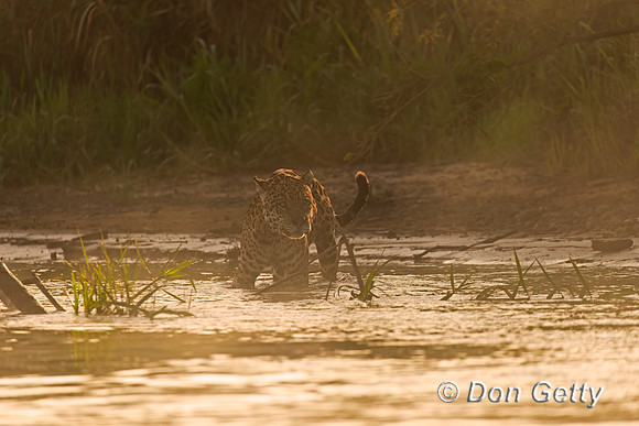 Jaguar