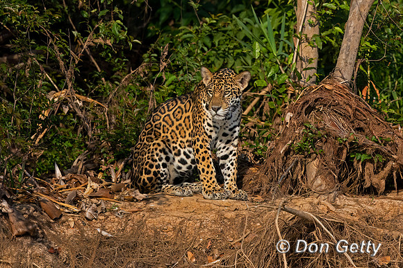 Jaguar