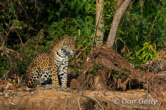 Jaguar