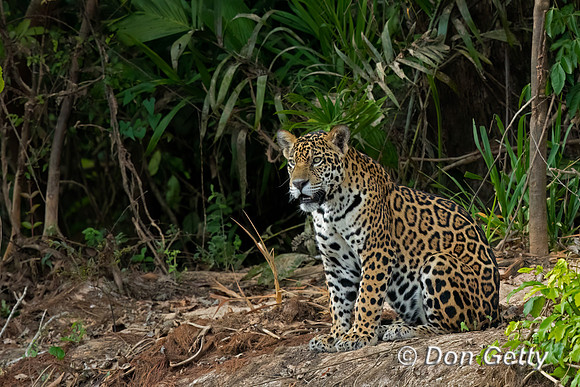 Jaguar