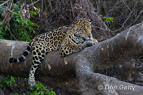 Jaguar
