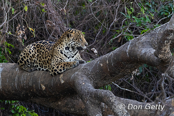 Jaguar