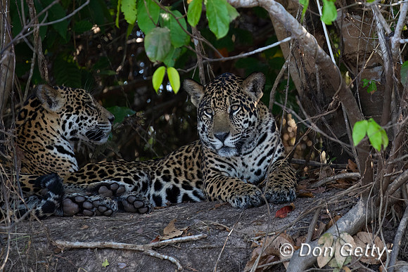 Jaguar