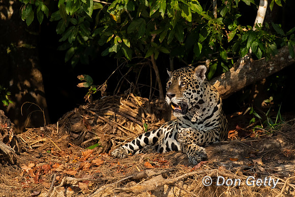 Jaguar