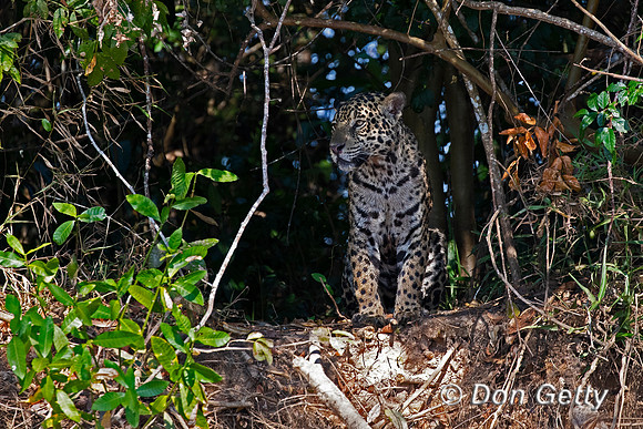 Jaguar