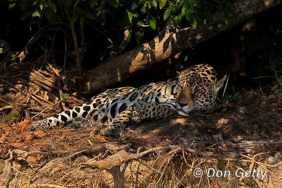 Jaguar