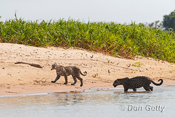 Jaguar