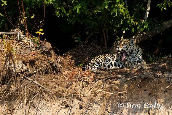Jaguar
