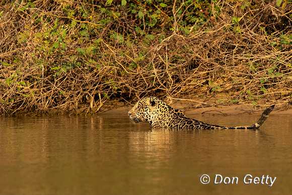 Jaguar