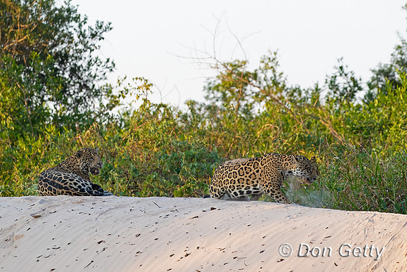 Jaguar