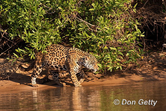 Jaguar