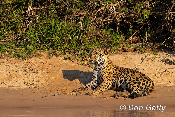 Jaguar