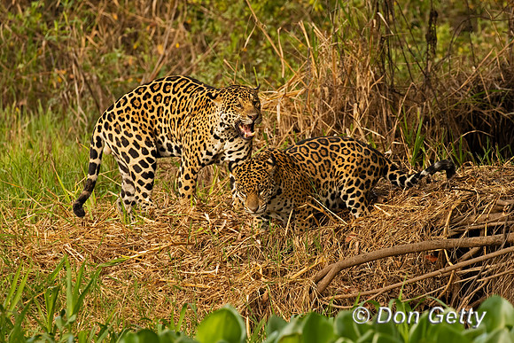Jaguar