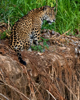 Brazil, Pantanal