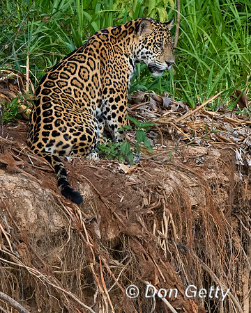 Jaguar