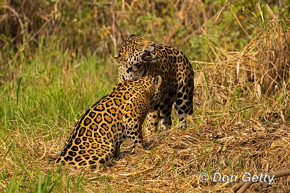Jaguar
