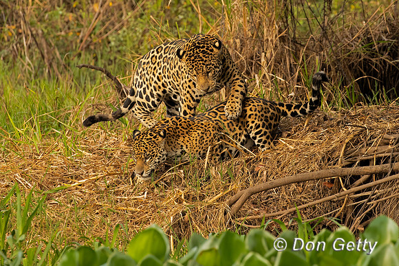 Jaguar