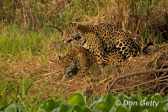 Jaguar