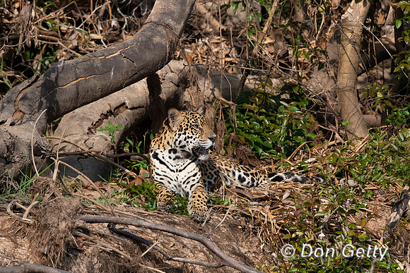 Jaguar
