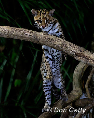 Ocelot