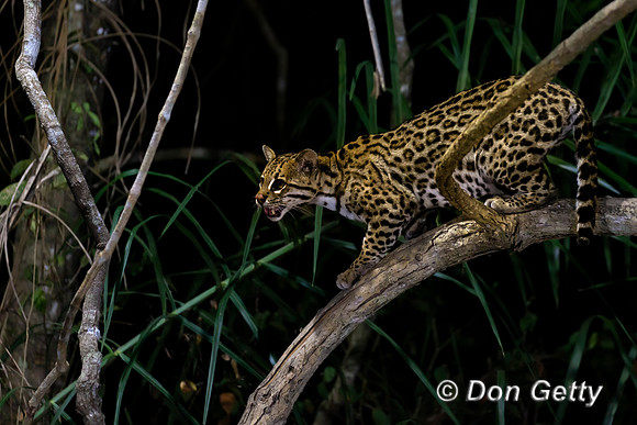 Ocelot