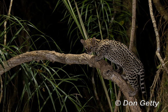 Ocelot