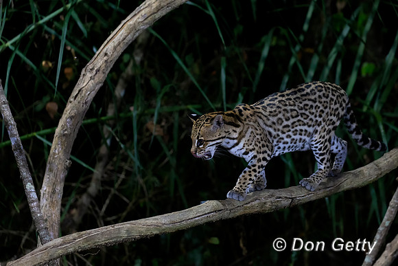 Ocelot