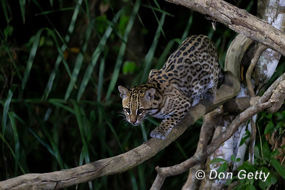 Ocelot