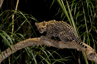 Ocelot