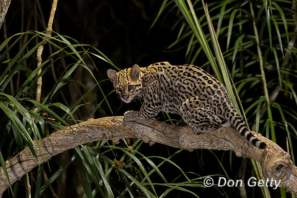 Ocelot