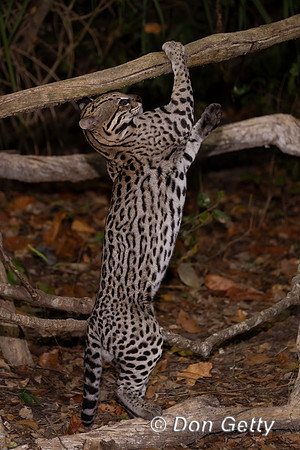 Ocelot