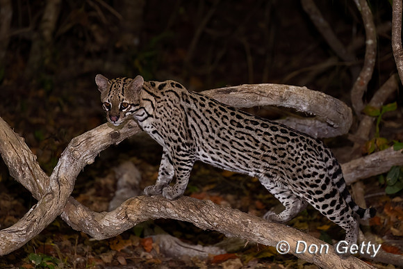 Ocelot