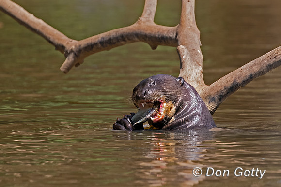 Giant Otter