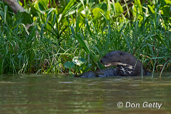 Giant Otter