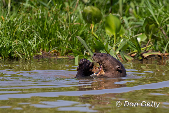 Giant Otter