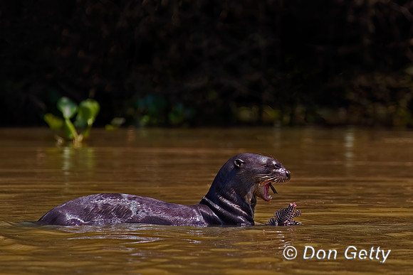 Giant Otter