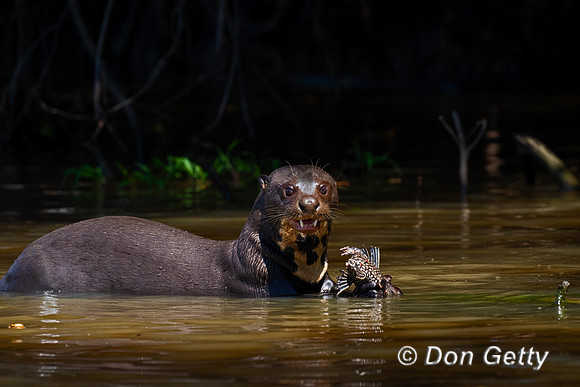 Giant Otter