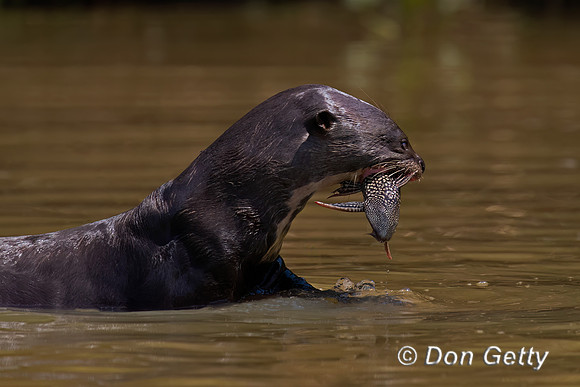 Giant Otter
