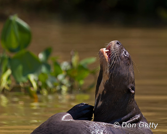 Giant Otter