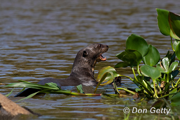 Giant Otter