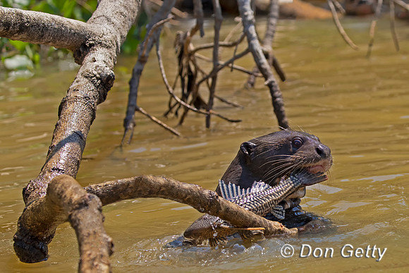 Giant Otter