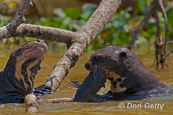Giant Otter