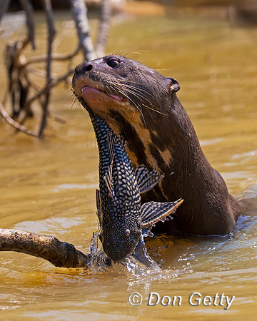 Giant Otter