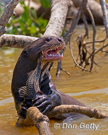Giant Otter