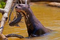 Otter, Giant