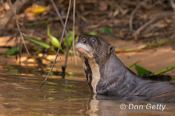 Giant Otter