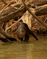 Otter, Neotropical