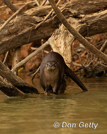 Neotropical Otter